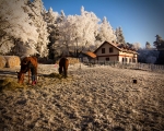 talavan_silvestr_2016_08
